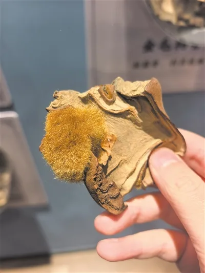 “牢底坐穿蕨”变身“共富黄金叶” 金毛狗蕨在泰顺的新生