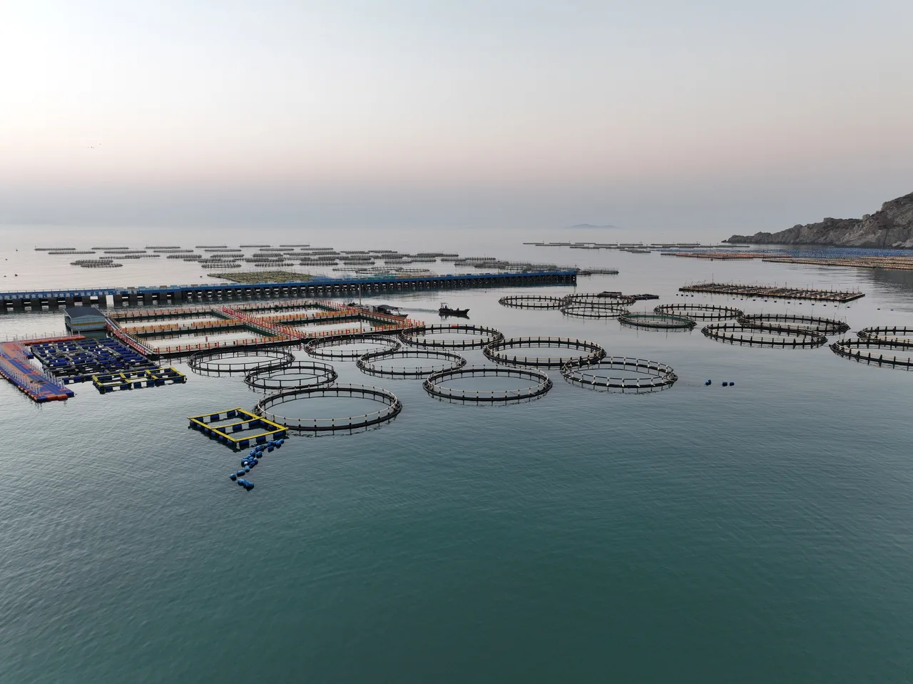 在温州南麂岛海域，记者跟着养殖人员一起当“保育员”