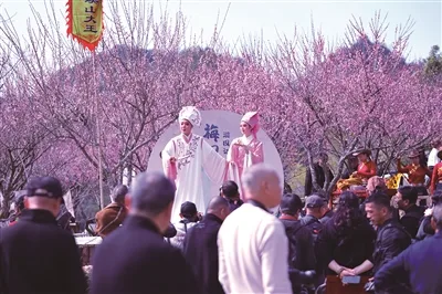 千亩梅园万株梅花 永嘉县第三届梅花文化旅游季开幕