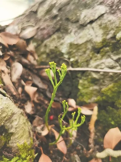 江心屿发现三亿年“活化石”松叶蕨 相关部门呼吁游客“只远观，不打扰”