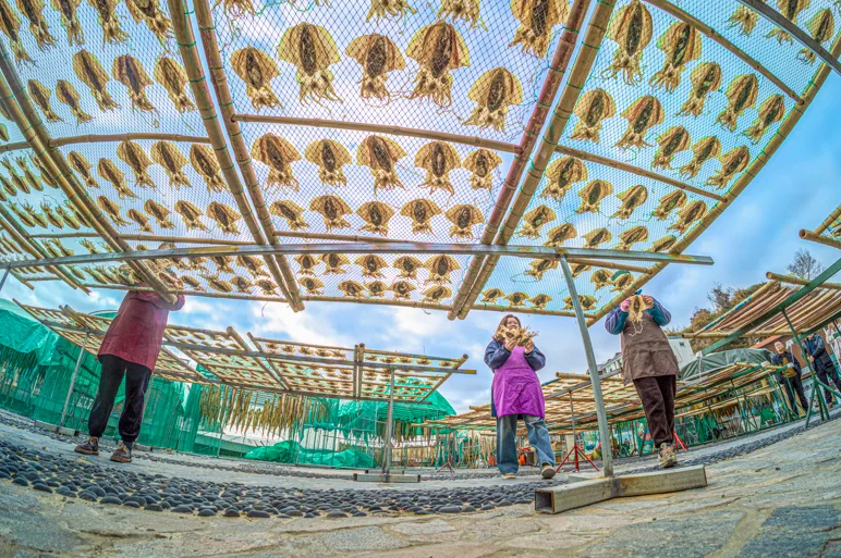 老手艺变身新产业！洞头鱼鲞“晒”出共富年味