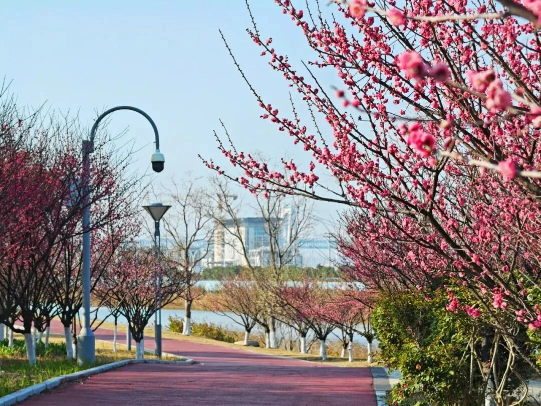 海经区“梅”好如约而至