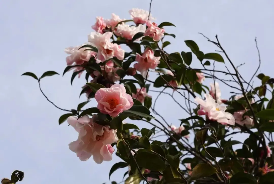 一株唐茶，奠定温州山茶花世界地位