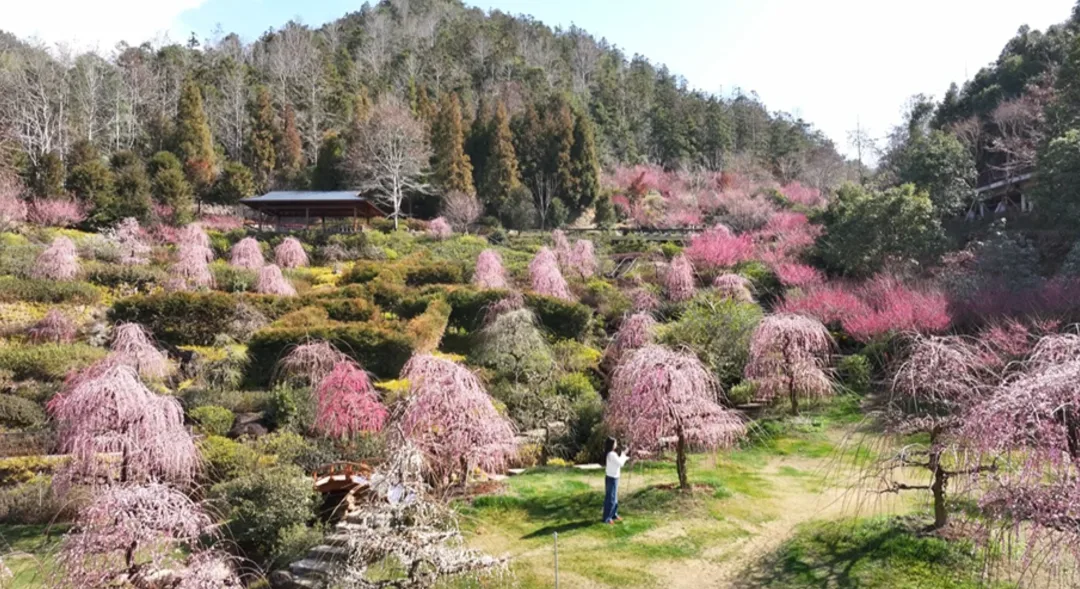 赏花泡温泉逛市集！永嘉这里新春氛围感拉满