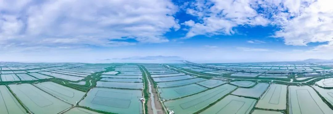 温州乐清：北界“红树林” 守护“蓝海湾”