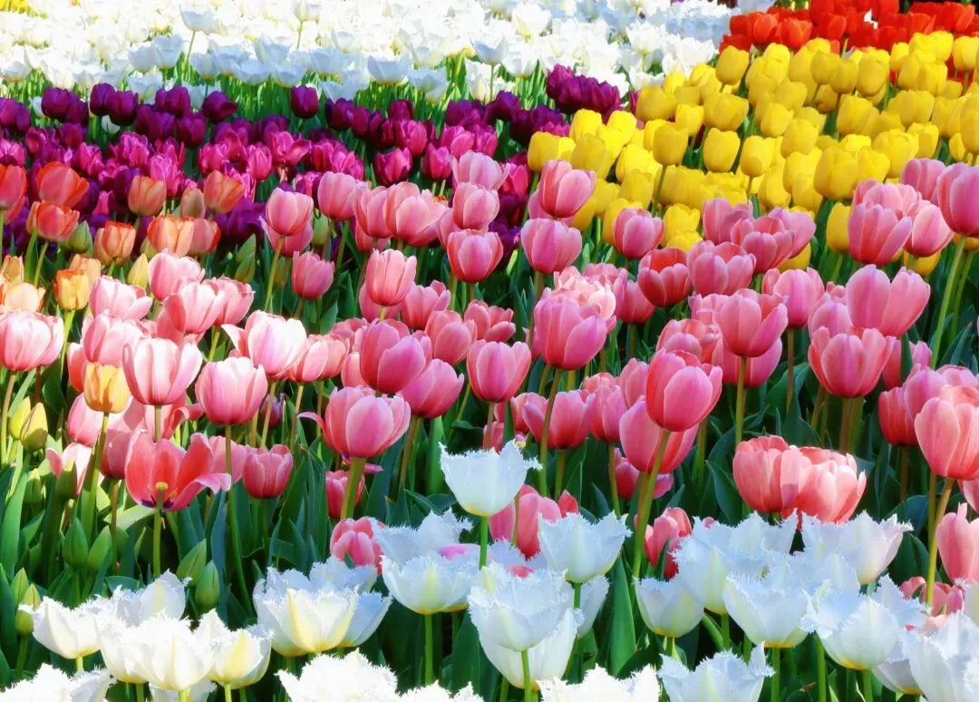 “顶流”回归！马鞍池公园郁金香花展来了