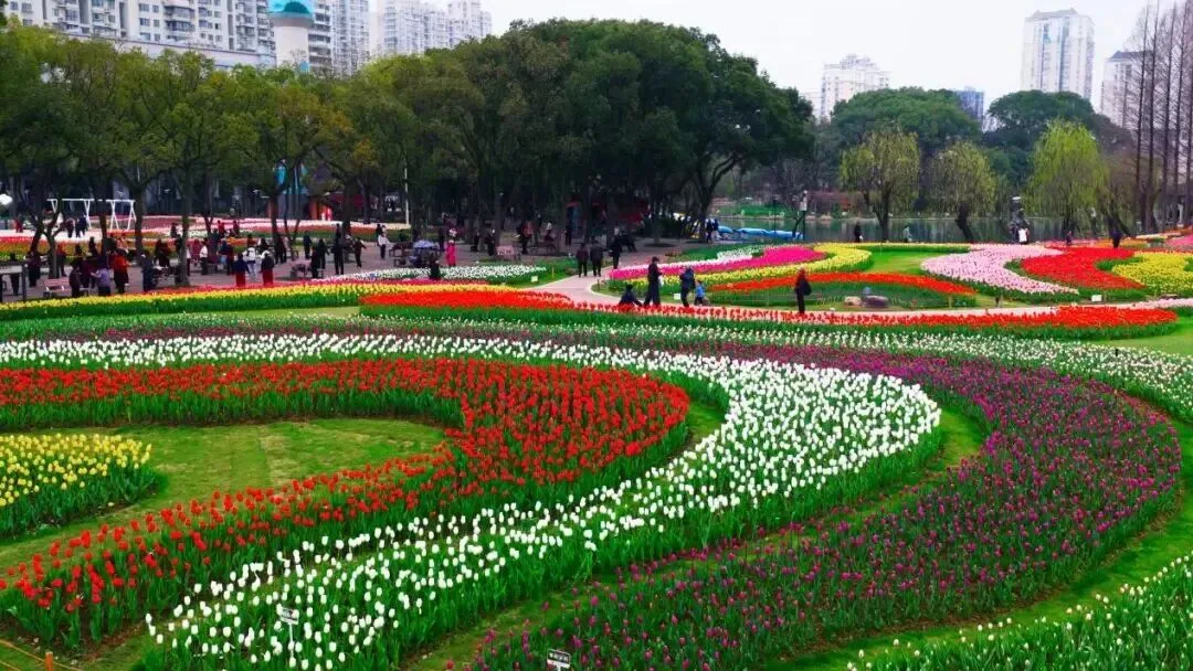 美上央视！马鞍池公园郁金香带动“赏花经济”