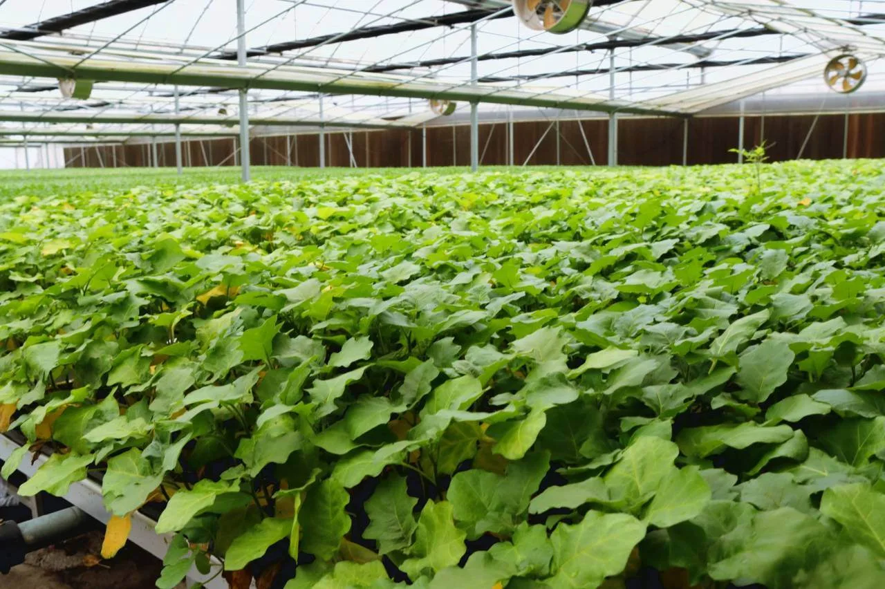 新春订单破百万株！鹿城“种苗数字工厂”加足马力备春耕