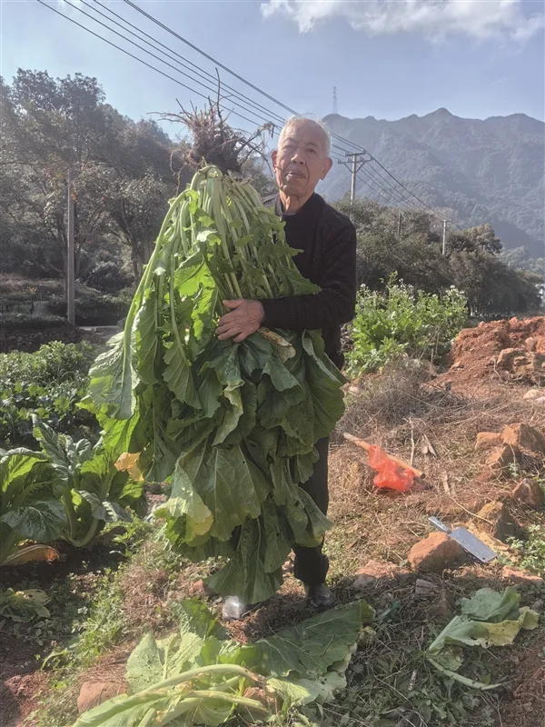 一米七的芥菜，你见过吗？