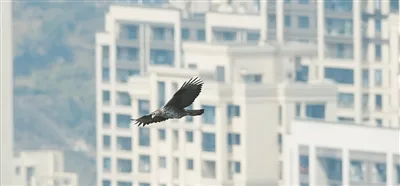 多少年没见了！白腹隼雕，它来了！