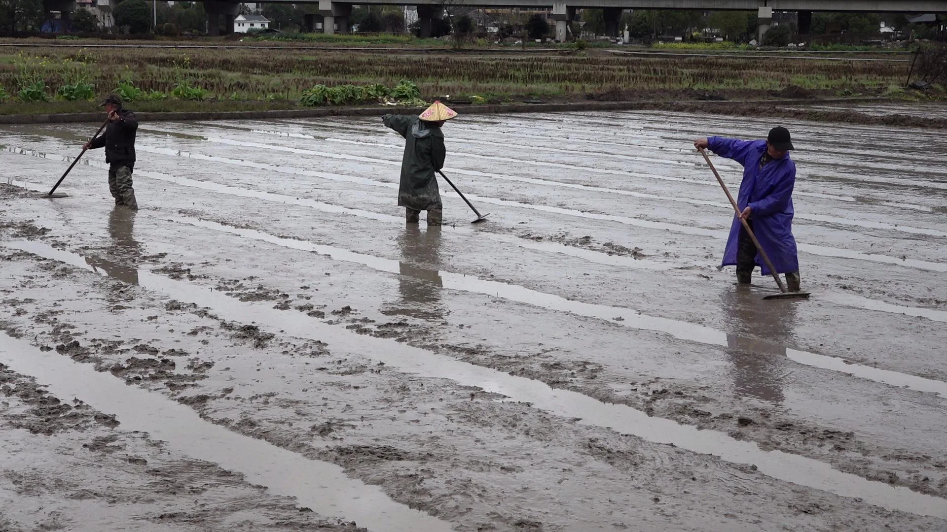 温州瑞安：这里春耕“科技感”满满