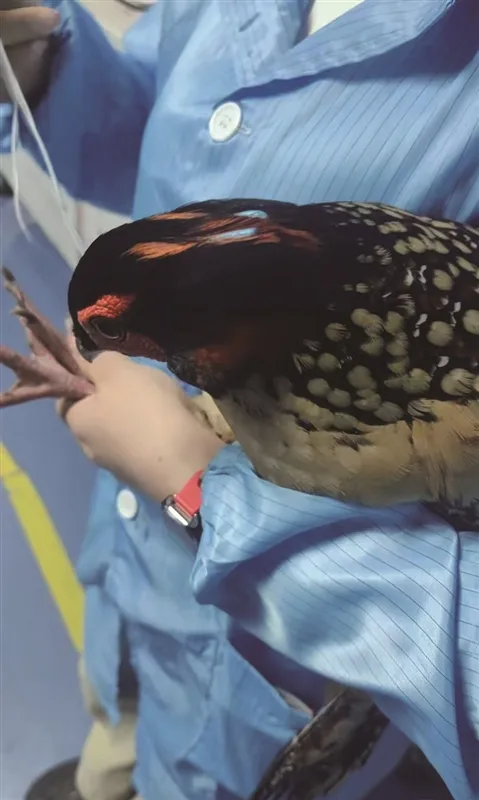 国家一级保护动物黄腹角雉现身乐清 经救助后重归自然