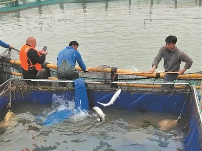 温州产“三文鱼”游向餐桌 大规模养殖试验存活率超九成