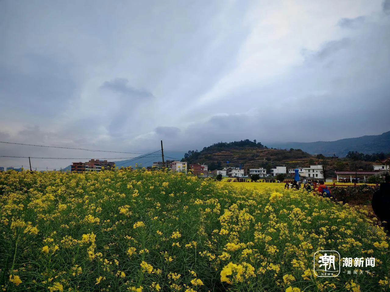油菜花与大黄鱼跨岛联名 “大门·鹿西”海岛文化旅游活动启幕
