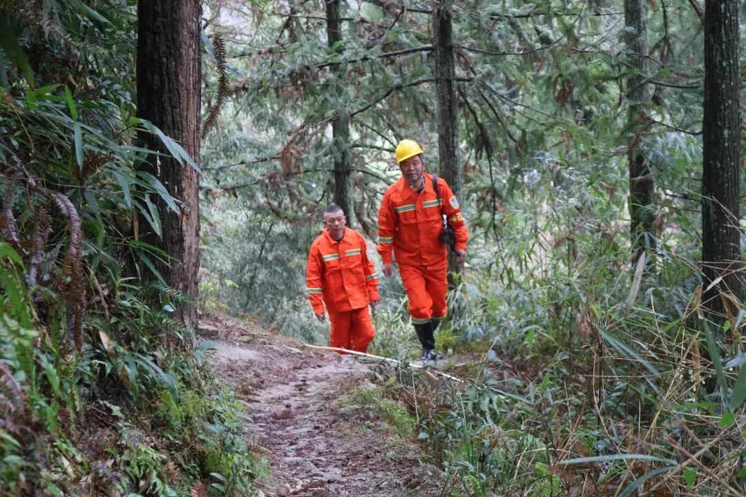 74.9%森林覆盖率的泰顺，这样守护鸟类家园