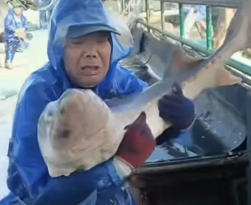 43斤野生中华鲟“误入渔网 ”？ 瑞安渔民意外捕获后放归大海