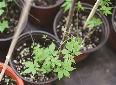 进驻温州园博园的泰顺珍稀植物有什么来头