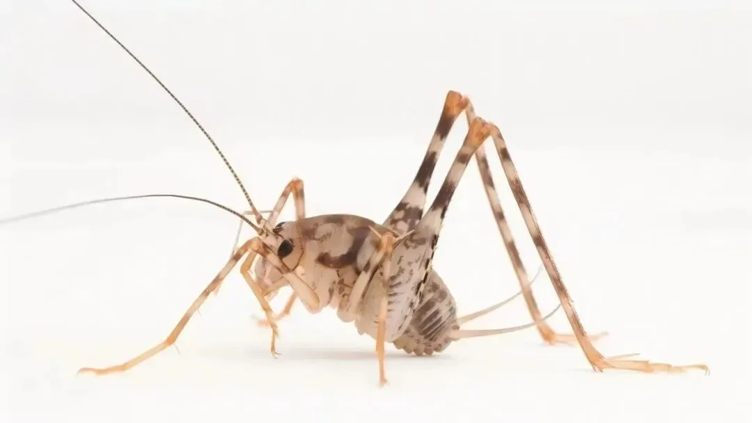 知道“蛛丝马迹”中的“马”是什么吗？