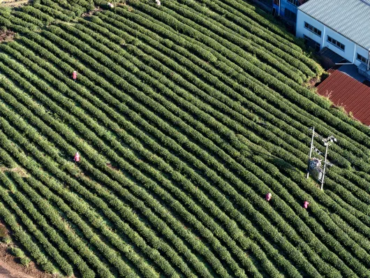 泰顺万亩茶园飘香，茶农采摘忙