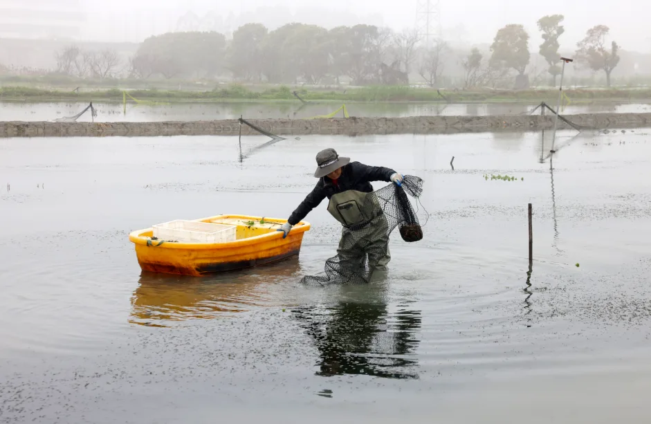 “夜宵顶流”来啦！温州本土小龙虾抢“鲜”上市！