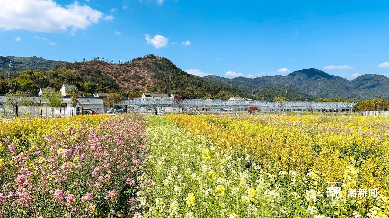 温州打造春日“莫奈花园” 七彩油菜花海惊艳盛放