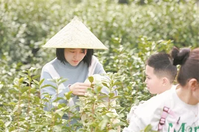 “瓷茶融合”撬动文旅热 乡村博物馆春日迎客六千