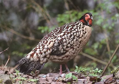在乌岩岭，解密鸟中“大熊猫”的日常
