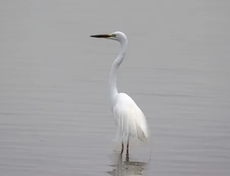 爱鸟周，跟着古人去三垟湿地识鹭鸟