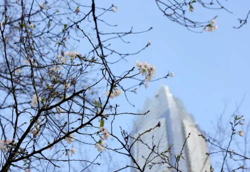 春季“顶流小花”夜樱即将登场