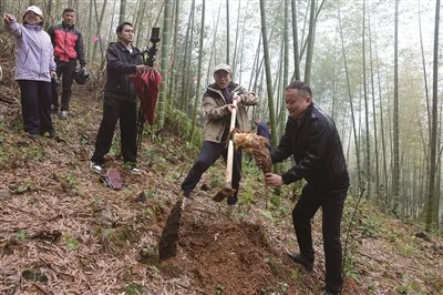 瓯海竹笋文化周启幕，按锄头数量收费
