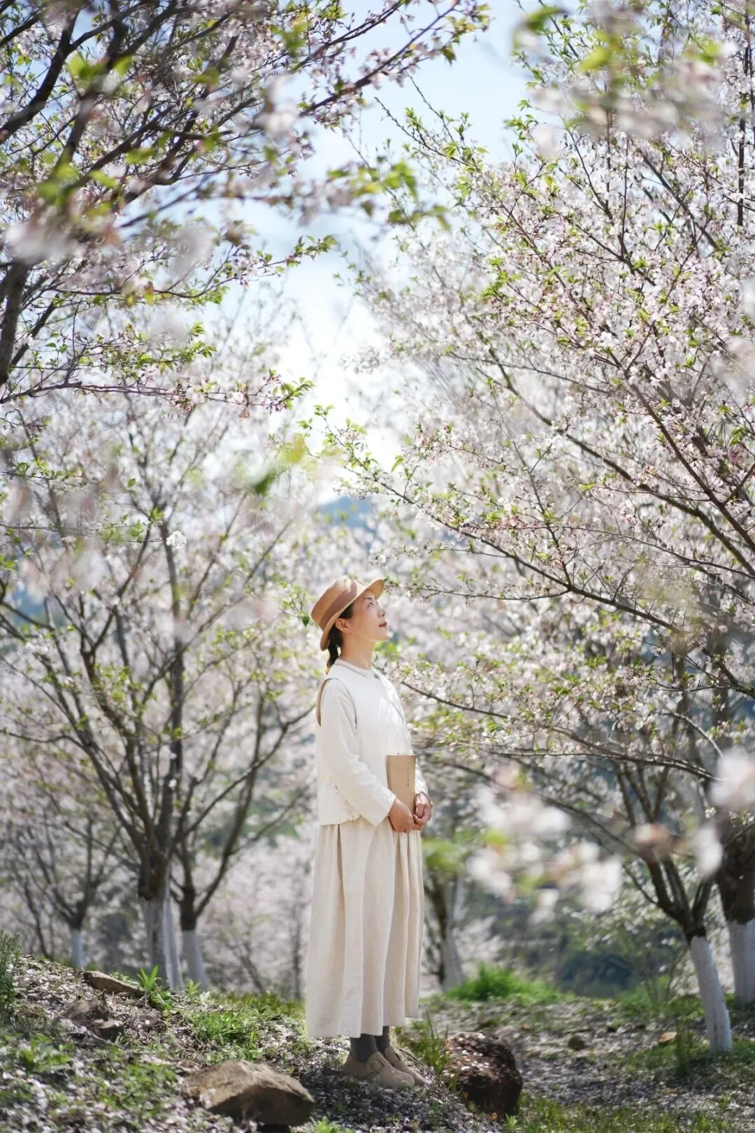 不止红粉佳人！温州樱花园还有白色樱花，正是盛开期！