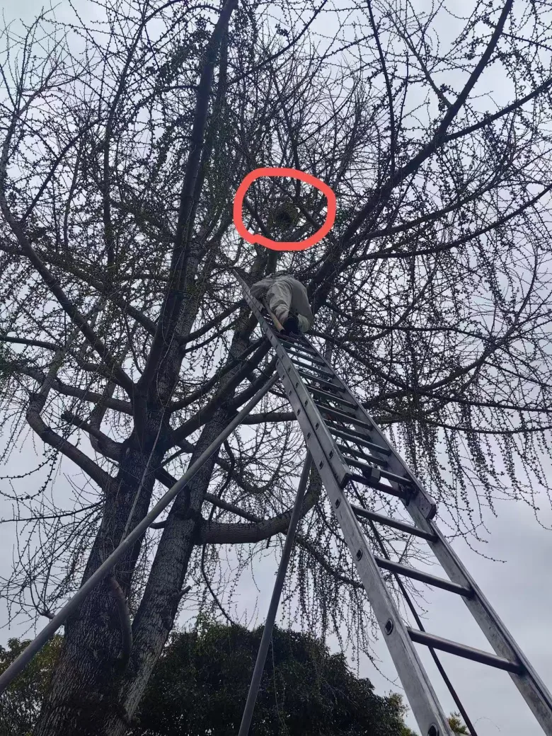 百年银杏树惊现巨型马蜂窝 乐清消防15米高空为老宅“云端除蜂”