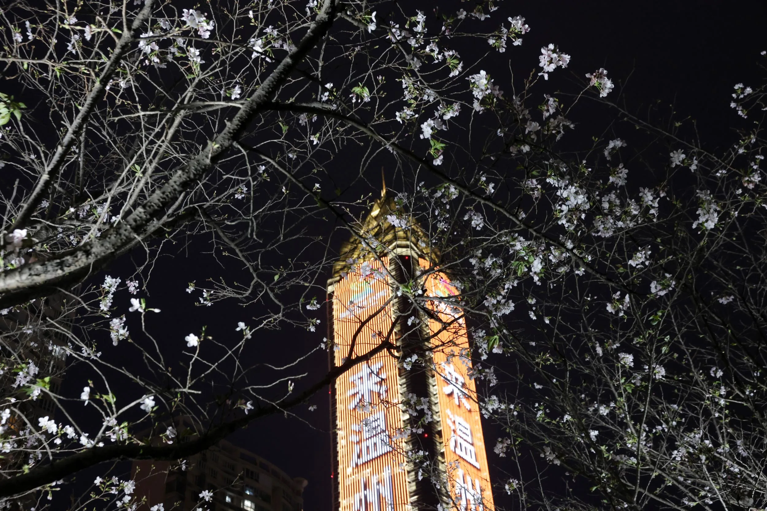 “樱你而来 全城园博”夜樱市集启幕