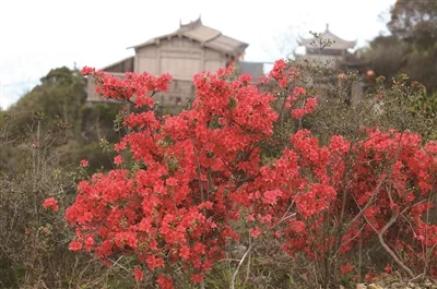 四月杜鹃正待如火红