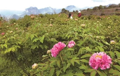 中雁山水藏国色 清明踏青正当时