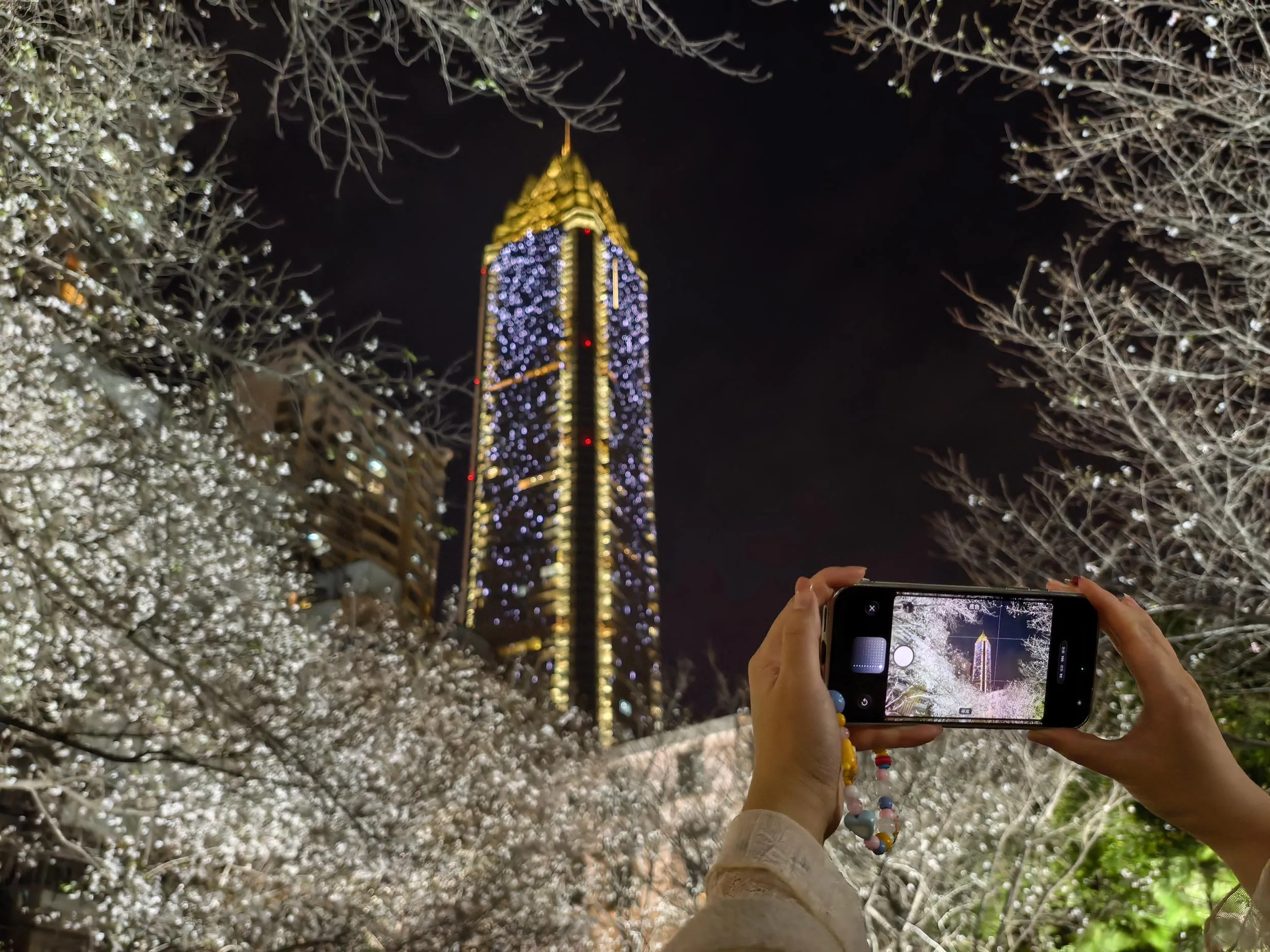樱花“虽迟但到” 温州人的朋友圈又被樱花刷屏了！