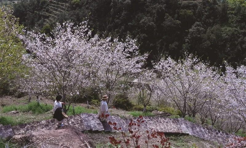 温州樱花园：荒山十年成花海 以花为媒以园兴业