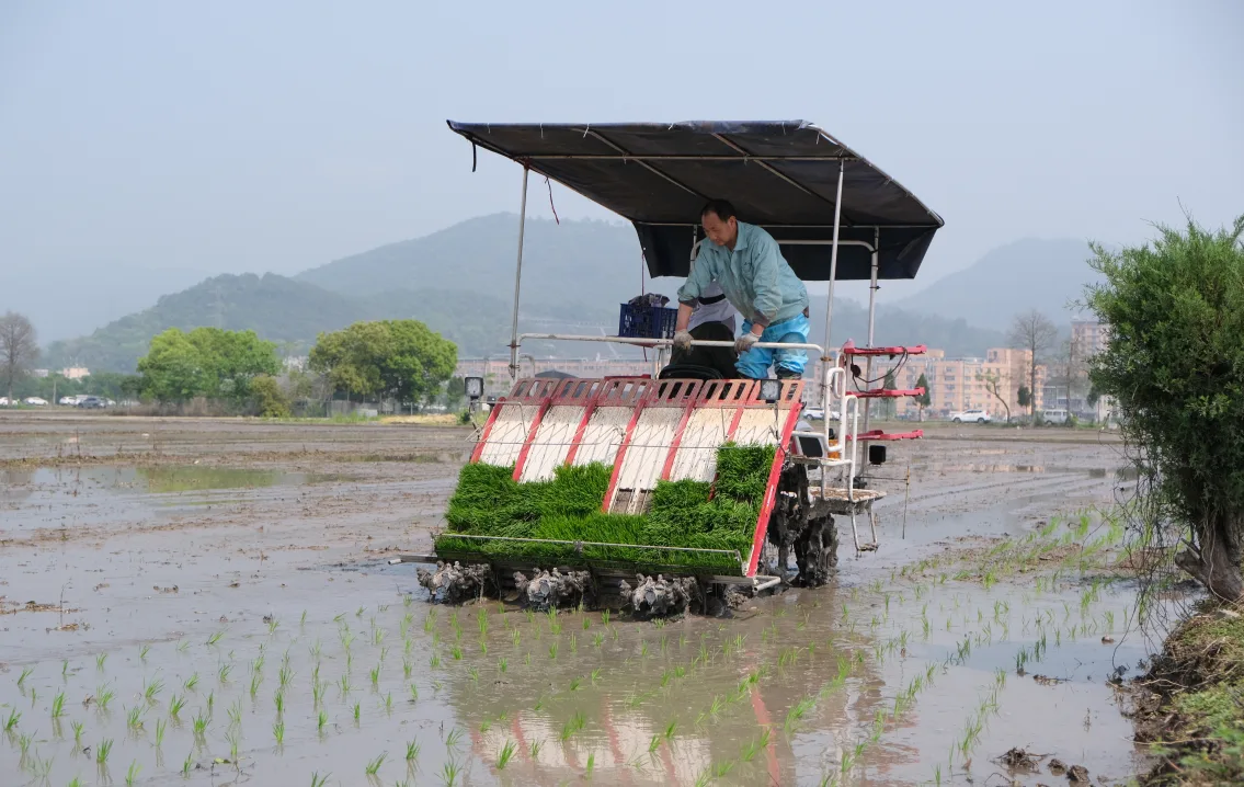 早育秧、抢农时！园博园门前3000亩早稻为盛会添绿增彩