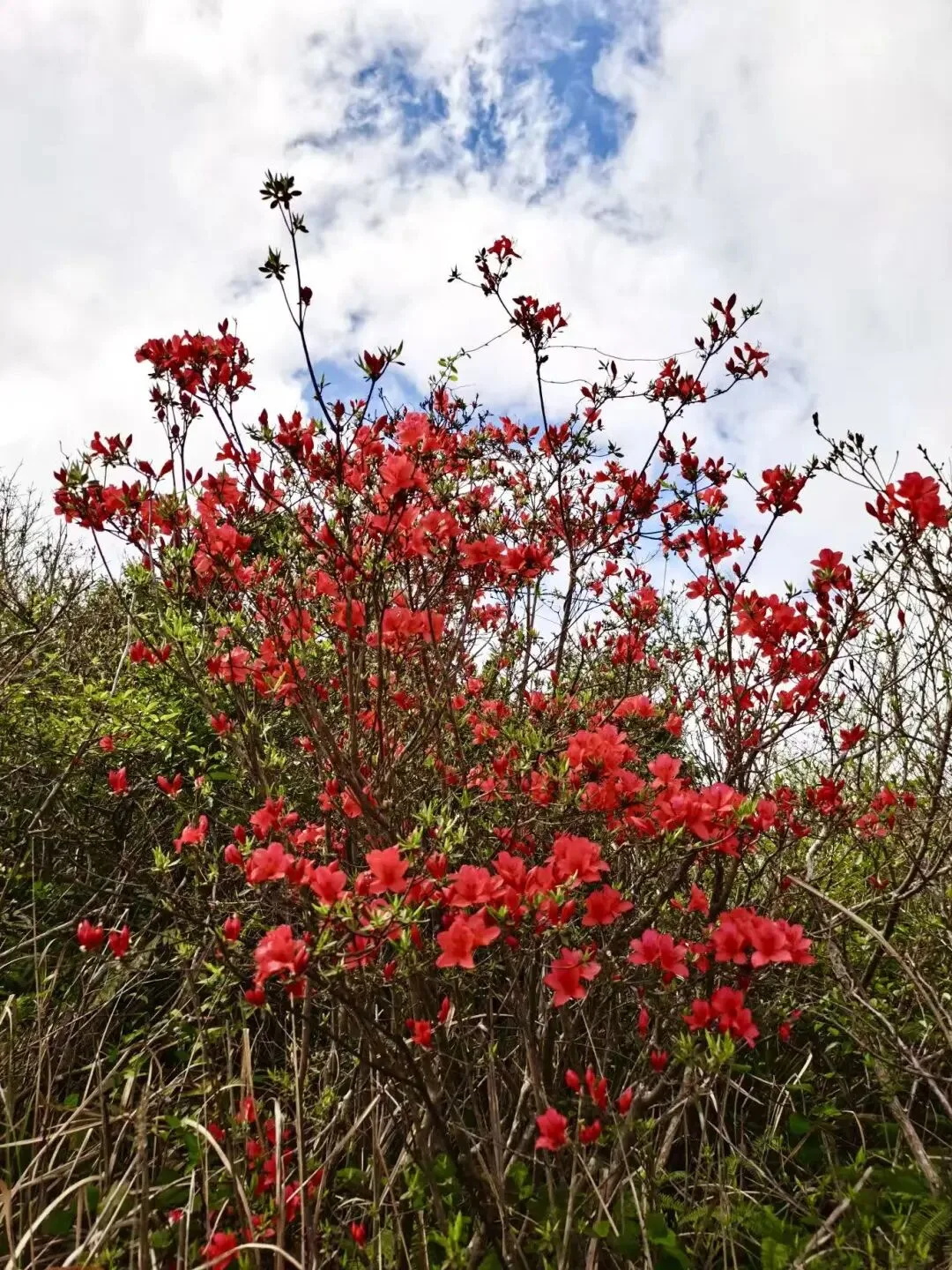 苍南杜鹃花海上线！错过等一年！