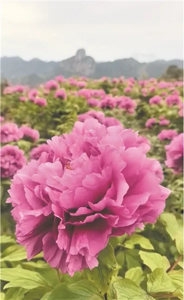 中雁牡丹园进入盛放期 200多个品种3万余株！