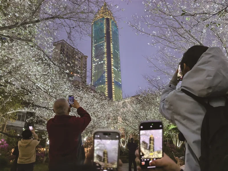 马鞍池公园“夜樱”迎来最佳观赏期 今年新增主题市集