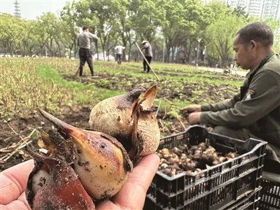 马鞍池公园郁金香花展又有新玩法 花谢后23万颗种球免费送市民