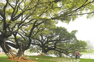 草木不言却藏着中国人对美的理解 在这里读懂乡愁与城市记忆