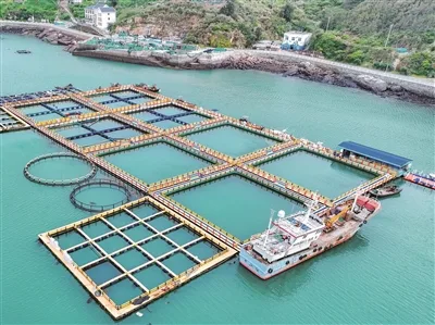 温产三文鱼“游”入市场 首批2500至3000公斤