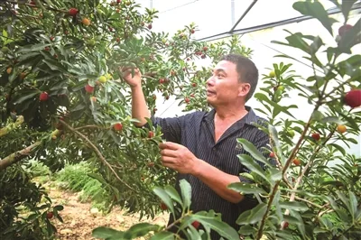 科技良方呵护抢“鲜”登场 文成首批杨梅5月1日上市