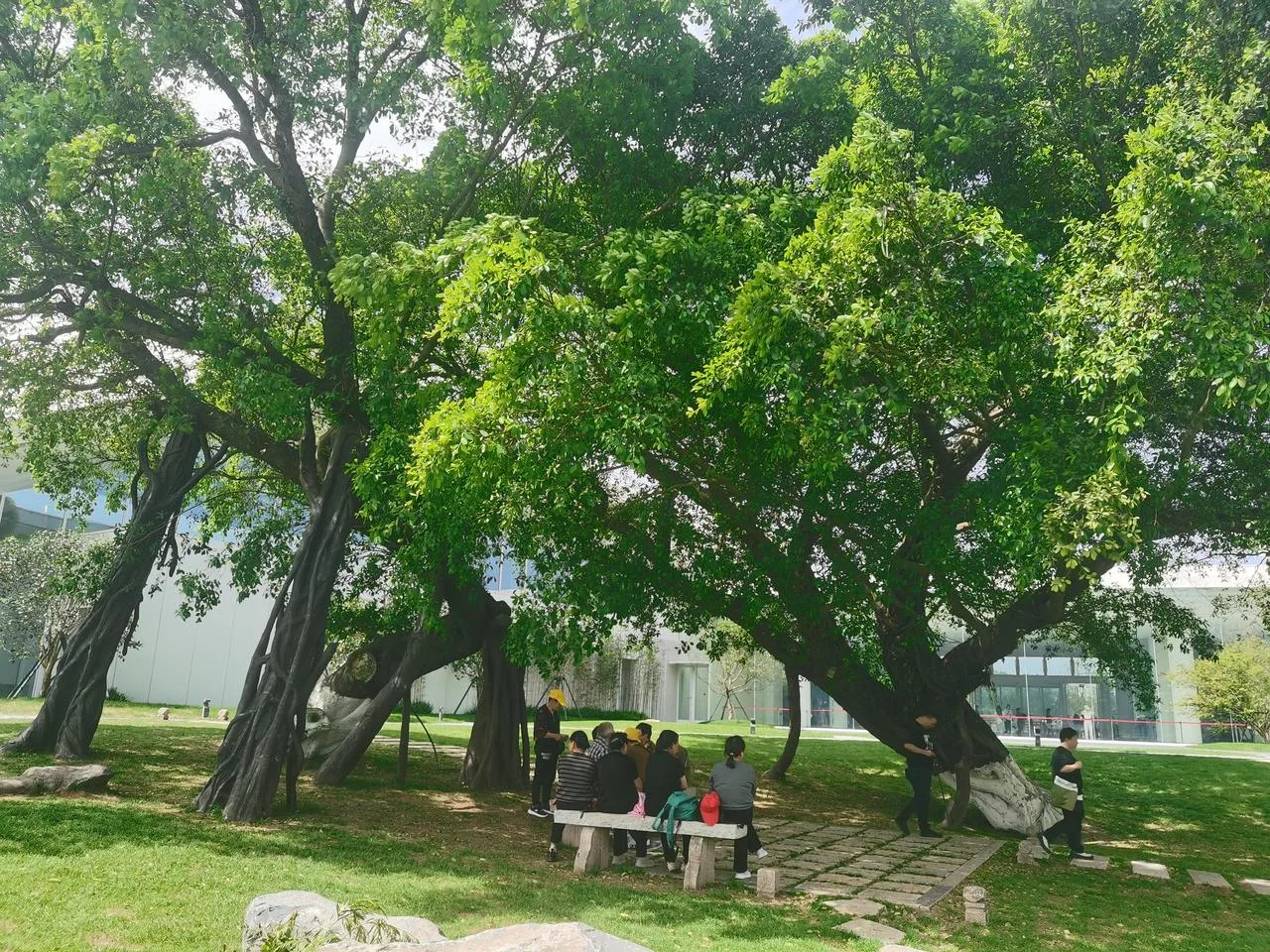 一棵树两种颜色，老村民的温州园博园榕树记忆