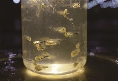黄鱼苗长势良好