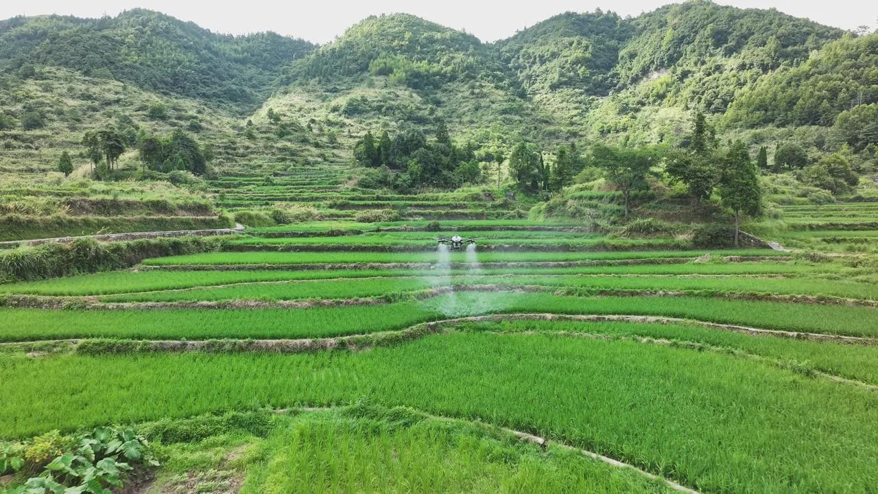 百户人家百亩田连成片，茗岙梯田里的新“丰”景