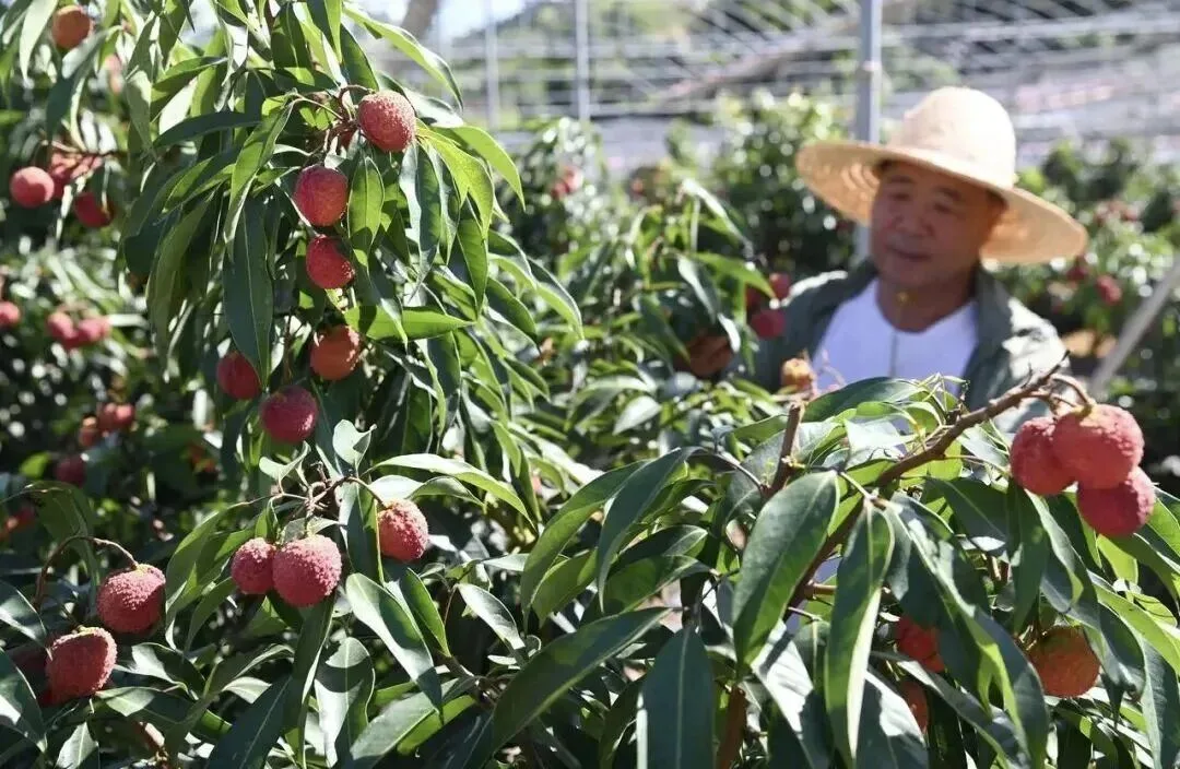 盛夏浙南荔园香！温州苍南马站晚熟荔枝错峰上市