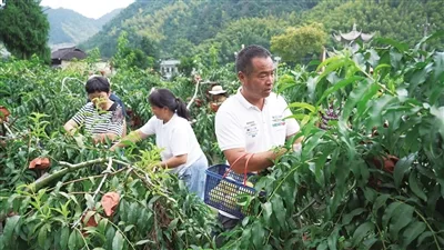永嘉小山村干群帮忙抢收黄桃